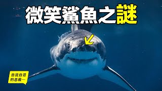 遠洋白鰭鯊：會微笑、很溫順，但為何突然開始襲擊人類？真相，从1972年的一樁懸案說起……|自說自話的總裁