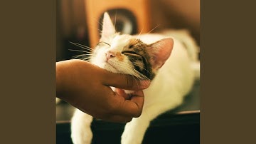 Laid-back Moods for Mysterious Cat Behavior