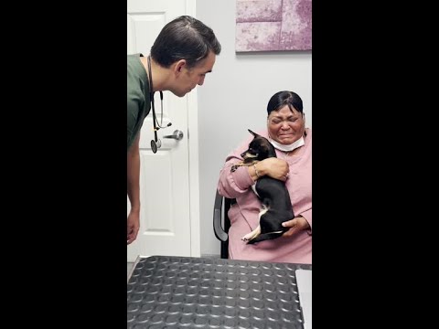 Video: Naine koera spaying: kirurgilise protseduuri KKK