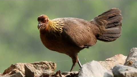 เสียงไก่ป่าตัวเมียชัดเข้า100% tiếng gà mái rừng mới nhất . Suab poj qaib seev zoo dib tuaj zoo 2022