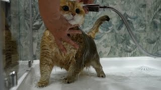 How To Bathe a Cat