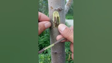 How to graft a tree. Apple tree grafting method. #appletree #grafting #gardening #tree