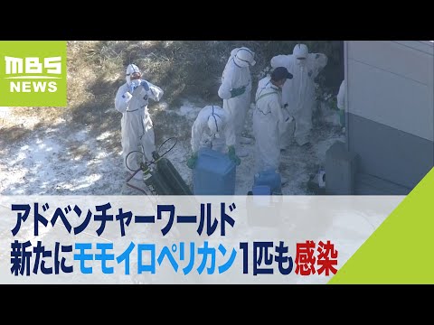 モモイロペリカンも高病原性鳥インフル感染　アドベンチャーワールド「臨時休園」続く（2022年11月15日）