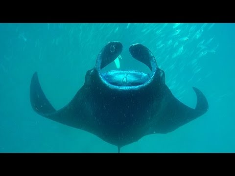 manta ray snorkel manta ray snorkel