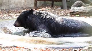 FIRST EVER SWIM FOR MOON BEAR CAGED FOR 18 YEARS