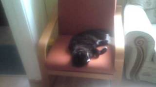 Salonik i Kocury z Bury