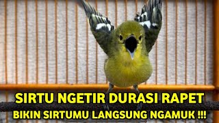 BIKIN SIRTU NGAMUK ‼️sirtu gacor full ngetir durasi super rapet efektif bikin gacor