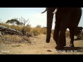 African elephants wandering past trail camera
