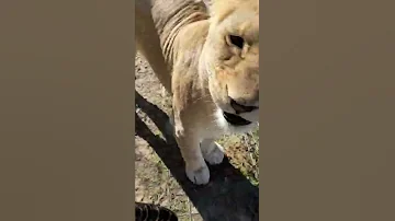 girl playing with leopard and lion | девушка играет с леопардом и львом #shorts