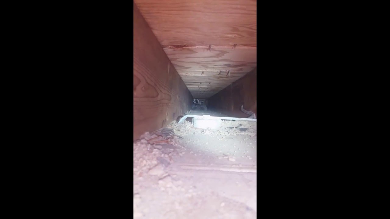 squirrels pizza Raccoon inspection in a cathedral ceiling