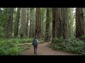 Solo Hiking Inside The Redwoods