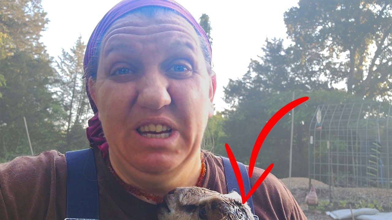 Fighting a Disbudding Infection in a Bottle Baby Goat! - YouTube
