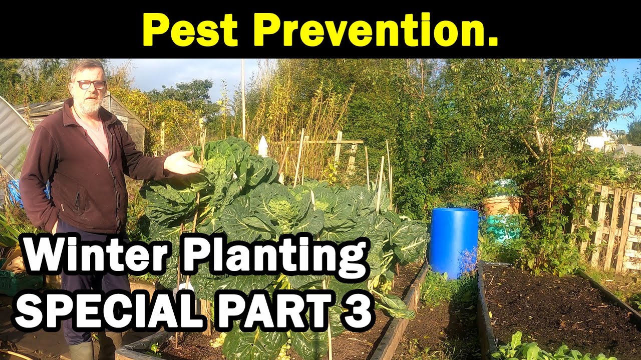 Pest Prevention | Pigeons | Cabbage White Caterpillar | Slugs and Snails | Rodents | Green Side Up