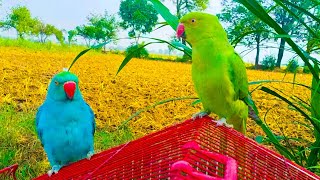 Blue ringsneck parrot & indian Ringneck parrot Natural sound 🦜 Green parrot talking speaking