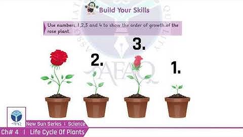 NIS Grade 03 Science Chapter 04