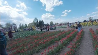 Tulip Garden sa Montreal Canada