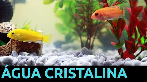 Quanto tempo tem que limpar o aquário?