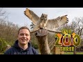 Moby the Eagle Owl Performs Awesome Silent Aerobatics! | One Zoo Three