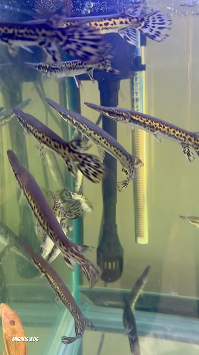 🐊Watch this Video before you buy Alligator Ghar Fishes |#muralisvlog #aquariumfishmarket #kolathur