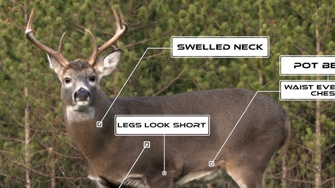 How to Score Whitetail and Mule Deer Trophies