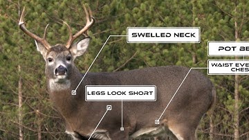How to Age Deer in the Field, plus 20-Buck Aging Test