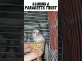 Gaining a parakeets trust#animal #gaining #trust #parakeet #trusting #training #pets #birds #animals