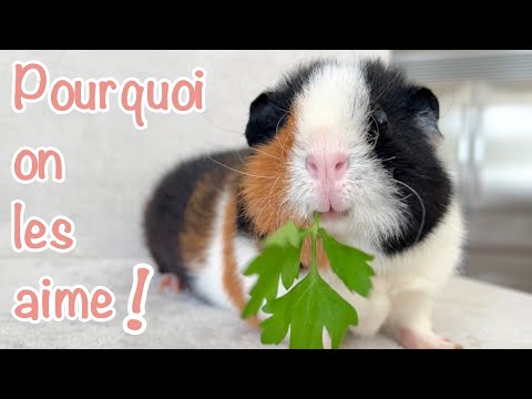 Vidéo: 5 raisons pour lesquelles les cochons d'Inde font de grands animaux de compagnie