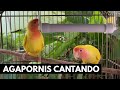 Agapone / Agapornis  cantando - Estimule o canto do seu agapone / agapornis