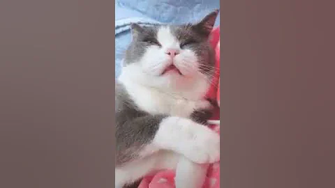 Video 2607351: oriental shorthair cat, american shorthair cat, tonkinese cat somali, korat cat, cat turkish, shorthair brown, somali cat havana, cat sleeping, cat eyes