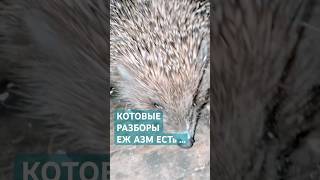 КОТОВЫЕ РАЗБОРЫ ЕЖ АЗМ ЕСТь … #силаслова #опытдуши #senykay #осознанность #кино #семья