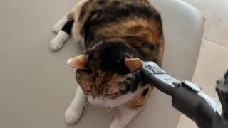 Prue Cat Loves the Vacuum Cleaner