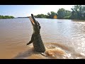 Animal nature documentary  australian saltwater crocodile  wild planet