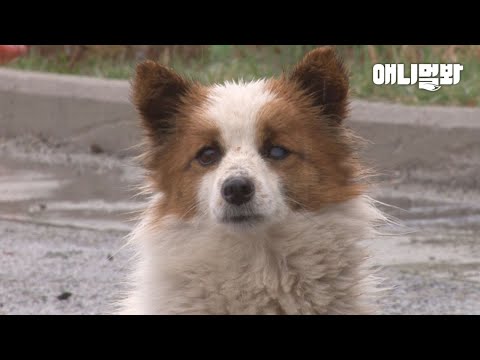 어느 고속도로 졸음쉼터에 이 강아지를 버린 당신에게ㅣ200 <strong>Days</strong> Of A Sick <strong>Dog</strong>&amp;#39;s Heart-wrenching Waiting