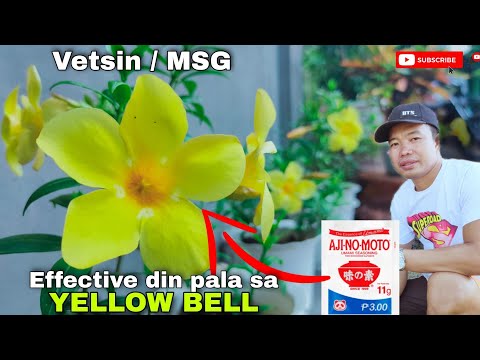 Video: Alaga ng Halaman ng Allamanda - Paano Palaguin ang mga Gintong Trumpeta na Houseplant