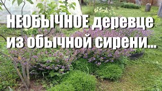 видео: Японское деревце из сирени, ломаный ствол, секреты обрезки картинка: Японское деревце из сирени, ломаный ствол, секреты обрезки
