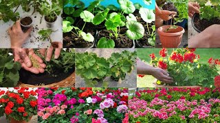 Geranium Plant मा गर्मी महिनाभरि धेरै भन्दा धेरै फूल फुलाउन के  के गर्नु पर्छ |