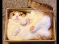 🐈 Коробка с котами! 🐈 Подборка смешного видео с котами для хорошего настроения! 😺