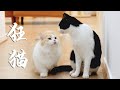 “大哥，我给你送了点鱼过来！”｜花花与三猫 Cat Live