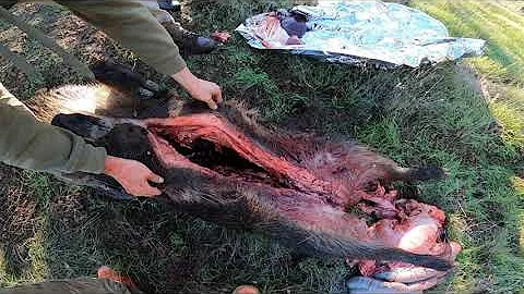 California Wild Pig Hunt Public Land