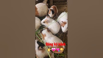 Bồ Câu Tranh Hùng|Chuột Bạch Tuyết Triệu View TikTok #shorts