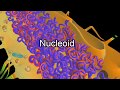 3D - प्रोकैरियोटिक और यूकैरियोटिक कोशिका में अंतर  - Eukaryotic cell and Prokaryotic cell - Hindi