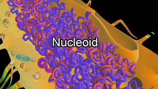 3D - प्रोकैरियोटिक और यूकैरियोटिक कोशिका में अंतर  - Eukaryotic cell and Prokaryotic cell - Hindi