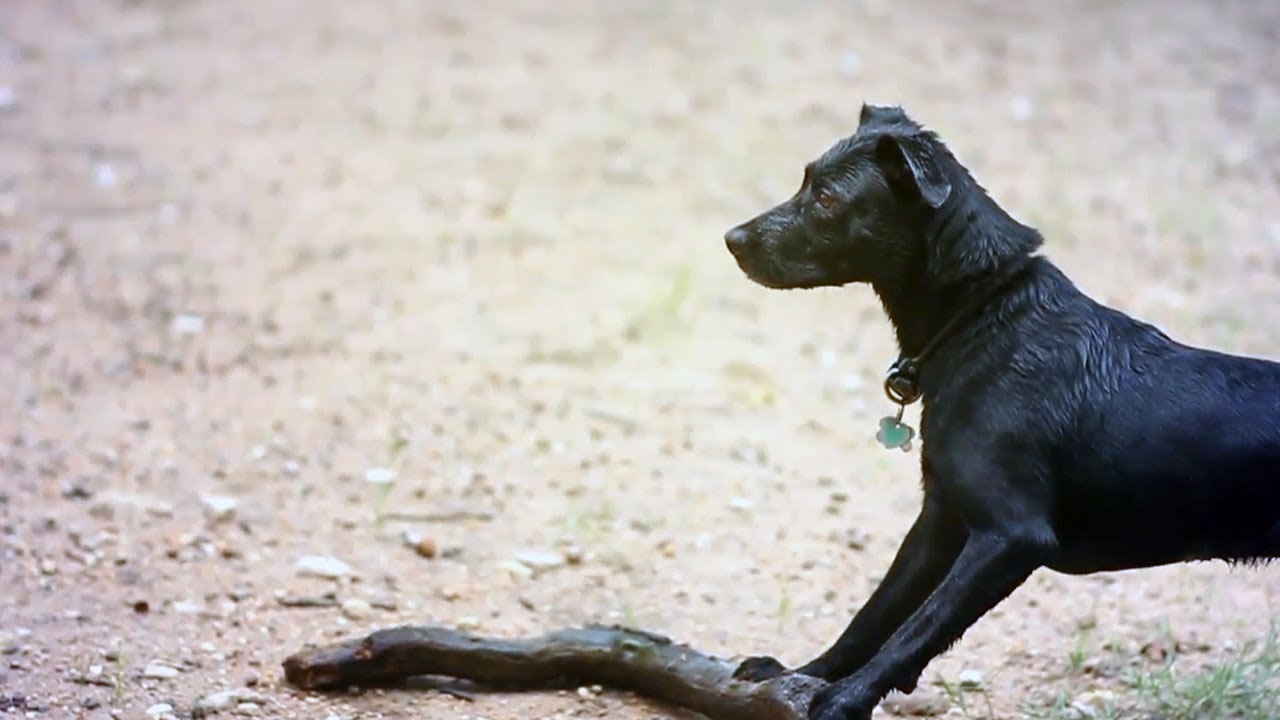 Lab-Border Collie Mix Fetches A Giant Stick | The Daily Puppy - Youtube