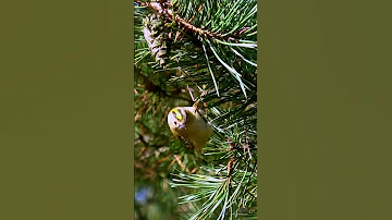 Goldcrest - ЖЕЛТОГОЛОВЫЙ КОРОЛЁК