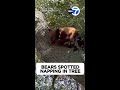 Bears spotted napping in tree