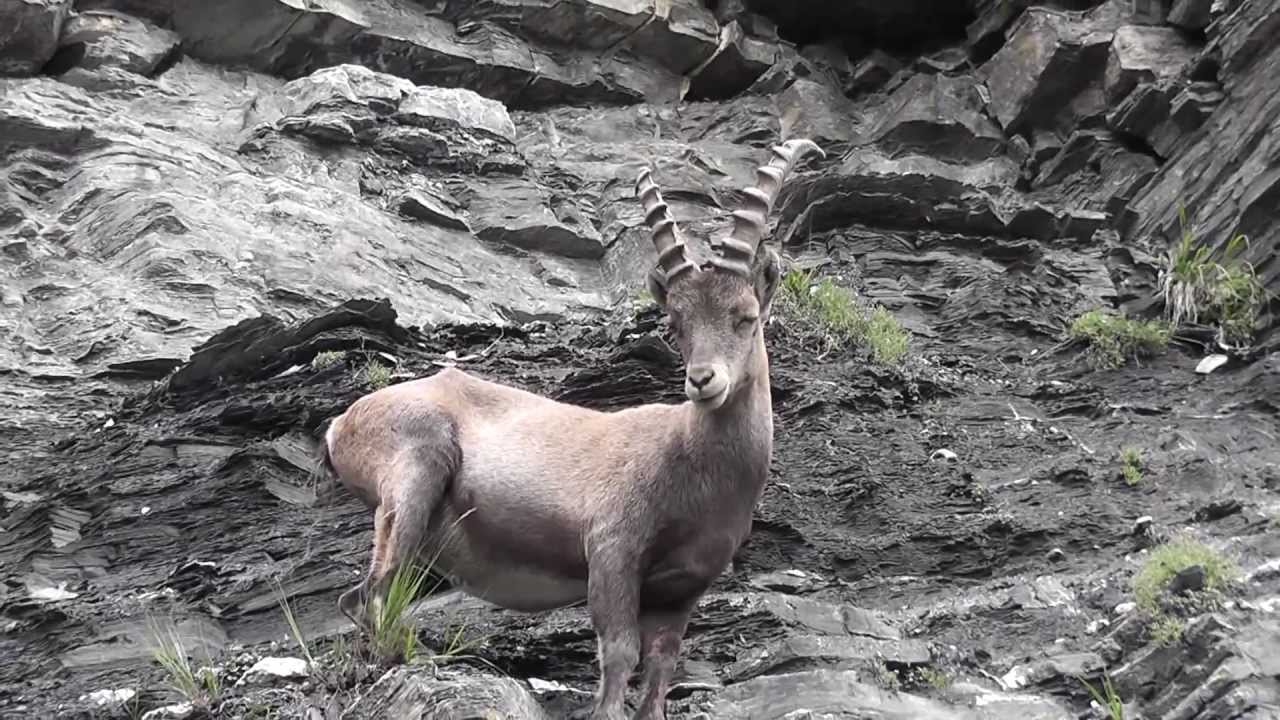 een berggeit op een richel
