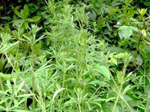 Cleavers Herb & its health Benefits