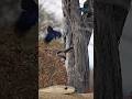 Black mamba attacks bird nest