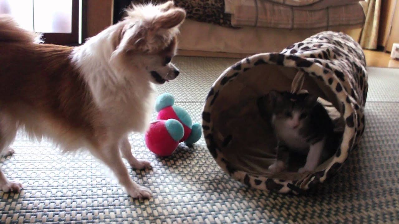 子猫とチワワの筒遊び - Chihuahua playing with kitten 6 -