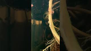 Mini river aquarium!                        Full video available on my channel.